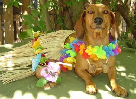 http://www.hope-dachs.com/Doxie%20in%20grass%20skirt.jpg