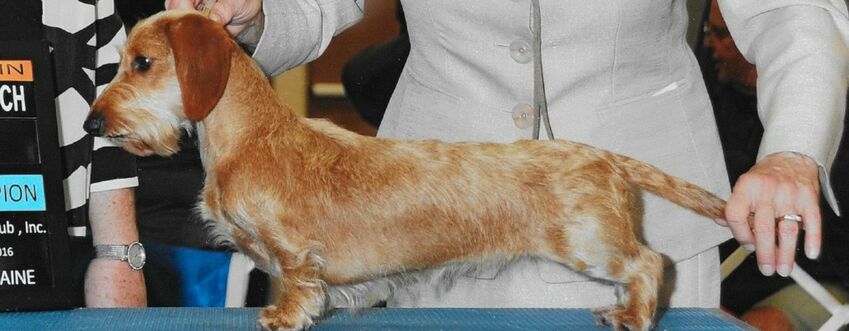 Ch Big Hopes For Miss Sally MW in the show ring
